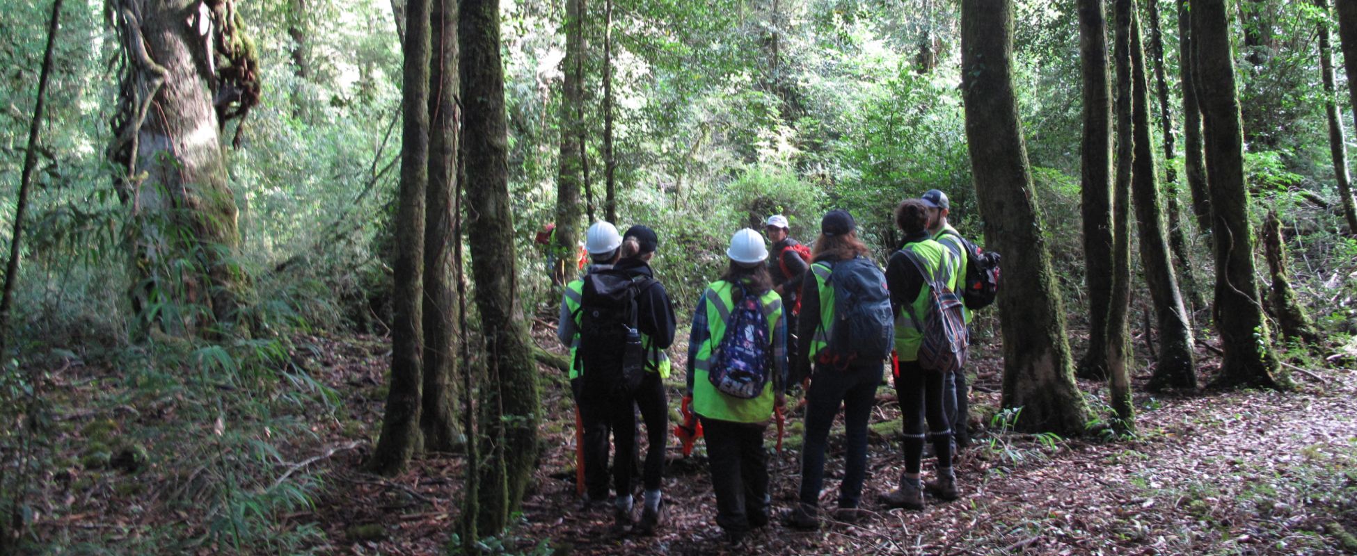 Forestry students standing in a forest