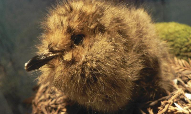 Murrelet Chick